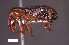  (Heilipus - SG-BCISP-1523)  @14 [ ] No Rights Reserved (2013) Unspecified NA