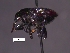  (Pycnotheantis - SG-BCISP-2279)  @14 [ ] No Rights Reserved (2013) Unspecified NA