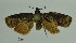  (Platynota sp. lep99SG - SG-BCISP2316)  @12 [ ] Unspecified (default): All Rights Reserved  Unspecified Unspecified