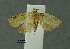  (Platynota sp. lep195 - SG-BCISP-2367)  @13 [ ] No Rights Reserved (2013) Unspecified n/a