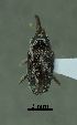  ( - SG-BCISP-253)  @11 [ ] No Rights Reserved (2015) Unspecified n/a