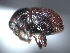  ( - SG-BCISP-2772)  @12 [ ] No Rights Reserved (2013) Unspecified NA