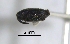  (Pseudobaris sp. cur71SG - SG-BCISP-2989-2014)  @11 [ ] No Rights Reserved (2015) Unspecified n/a