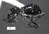  (Myrmex sp. cur94SG - SG-BCISP-3731)  @13 [ ] No Rights Reserved (2013) Unspecified NA