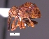  (Anthonomus sp. cur45SG - SG-BCISP-4608)  @14 [ ] No Rights Reserved (2013) Unspecified NA