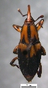  (Metamasius sp. cur134SG - SG-BCISP-5294)  @14 [ ] No Rights Reserved (2013) Unspecified n/a