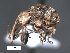  (Anthonomus sp. cur133SG - SG-BCISP-5318)  @13 [ ] No Rights Reserved (2013) Unspecified NA