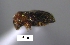  (Hypothenemus ascitus - SG-BCISP-5490)  @11 [ ] No Rights Reserved (2013) Unspecified n/a