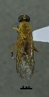  ( - SG-BCISP-5907)  @12 [ ] No Rights Reserved (2015) Unspecified n/a