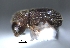  (Hypothenemus sp. cur156SG - SG-BCISP-6255)  @12 [ ] No Rights Reserved (2013) Unspecified NA