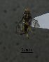  ( - SG-BCISP-7226)  @12 [ ] No Rights Reserved (2015) Unspecified n/a