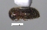  (Hypothenemus sp. cur171SG - SG-BCISP-7482)  @13 [ ] No Rights Reserved (2013) Unspecified n/a