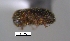  (Hypothenemus sp. cur171SG - SG-BCISP-7483)  @13 [ ] No Rights Reserved (2013) Unspecified n/a