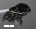 (Apion sp. cur180SG - SG-BCISP-7517)  @14 [ ] No Rights Reserved (2013) Unspecified n/a