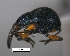  (Apion sp. cur183SG - SG-BCISP-7616)  @14 [ ] No Rights Reserved (2013) Unspecified n/a