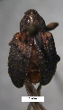  ( - SG-BCISP-8156)  @13 [ ] No Rights Reserved (2013) Unspecified n/a