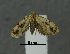  (Spinipogon triangularis - SG-BCISP-8731)  @14 [ ] No Rights Reserved (2014) Unspecified n/a