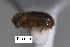  (Hypothenemus sp. cur194SG - SG-BCISP-9081)  @11 [ ] No Rights Reserved (2013) Unspecified n/a