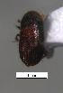  (Hypothenemus sp. cur210SG - SG-BCISP-9474)  @11 [ ] No Rights Reserved (2015) Unspecified n/a