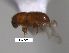  (Hypothenemus sp. cur216SG - SG-BCISP-9801)  @13 [ ] No Rights Reserved (2015) Unspecified n/a