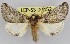  (Thaumetopoea mediterranea - LEP-SS-00452)  @15 [ ] No Rights Reserved (2016) Unspecified Dip. Agricoltura, Ambiente, Alimenti - UNIMOL