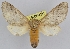  (Thaumetopoea pityocampa - LEP-SS-00470)  @15 [ ] No Rights Reserved (2016) Unspecified Dip. Agricoltura, Ambiente, Alimenti - UNIMOL