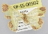  (Zamarada excavata - LEP-SS-00502)  @14 [ ] No Rights Reserved (2016) Unspecified Dip. Agricoltura, Ambiente, Alimenti - UNIMOL