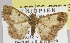  (Zamarada anacantha - LEP-SS-00513)  @14 [ ] No Rights Reserved (2016) Unspecified Dip. Agricoltura, Ambiente, Alimenti - UNIMOL