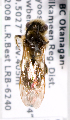  (Andrena bc37 - LRBBC136)  @11 [ ] CreativeCommons - Attribution Non-Commercial Share-Alike (2009) L.R.Best York University