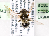  (Andrena bc38 - LRBBC137)  @11 [ ] CreativeCommons - Attribution Non-Commercial Share-Alike (2009) L.R.Best York University
