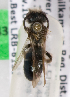  (Andrena walleyi - LRBBC145)  @12 [ ] CreativeCommons - Attribution Non-Commercial Share-Alike (2009) L.R.Best York University