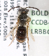  (Andrena trachandrena1 - LRBBC147)  @11 [ ] CreativeCommons - Attribution Non-Commercial Share-Alike (2009) L.R.Best York University
