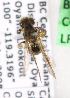 (Andrena topazana - LRBBC167)  @13 [ ] CreativeCommons - Attribution Non-Commercial Share-Alike (2009) L.R.Best York University