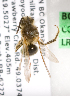  (Andrena bc83 - LRBBC182)  @11 [ ] CreativeCommons - Attribution Non-Commercial Share-Alike (2009) L.R.Best York University