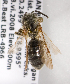  (Andrena bc85 - LRBBC184)  @11 [ ] CreativeCommons - Attribution Non-Commercial Share-Alike (2009) L.R.Best York University