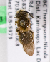  (Andrena trachandrena3 - LRBBC185)  @11 [ ] CreativeCommons - Attribution Non-Commercial Share-Alike (2009) L.R.Best York University