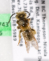  (Andrena scurra - LRBBC186)  @13 [ ] CreativeCommons - Attribution Non-Commercial Share-Alike (2009) L.R.Best York University