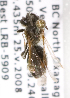  (Andrena thysandrena2 - LRBBC192)  @11 [ ] CreativeCommons - Attribution Non-Commercial Share-Alike (2009) L.R.Best York University