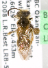  (Andrena bc94 - LRBBC193)  @11 [ ] CreativeCommons - Attribution Non-Commercial Share-Alike (2009) L.R.Best York University