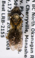  (Andrena euandrena3 - LRBBC200)  @13 [ ] CreativeCommons - Attribution Non-Commercial Share-Alike (2009) L.R.Best York University