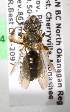  (Andrena euandrena5 - LRBBC202)  @13 [ ] CreativeCommons - Attribution Non-Commercial Share-Alike (2009) L.R.Best York University