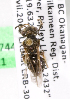 (Andrena thysandrena2 - LRBBC211)  @11 [ ] CreativeCommons - Attribution Non-Commercial Share-Alike (2009) L.R.Best York University