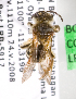  (Andrena angustitarsata - LRBBC213)  @14 [ ] CreativeCommons - Attribution Non-Commercial Share-Alike (2009) L.R.Best York University