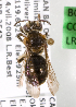  (Andrena bc118 - LRBBC217)  @11 [ ] CreativeCommons - Attribution Non-Commercial Share-Alike (2009) L.R.Best York University