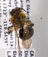  (Andrena bc120 - LRBBC219)  @11 [ ] CreativeCommons - Attribution Non-Commercial Share-Alike (2009) L.R.Best York University