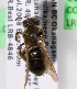  (Andrena trachandrena3 - LRBBC220)  @11 [ ] CreativeCommons - Attribution Non-Commercial Share-Alike (2009) L.R.Best York University