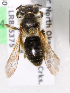  (Andrena cressonii - LRBBC221)  @14 [ ] CreativeCommons - Attribution Non-Commercial Share-Alike (2009) L.R.Best York University