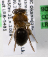  (Andrena bc124 - LRBBC223)  @11 [ ] CreativeCommons - Attribution Non-Commercial Share-Alike (2009) L.R.Best York University