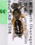  (Andrena bc131 - LRBBC230)  @11 [ ] CreativeCommons - Attribution Non-Commercial Share-Alike (2009) L.R.Best York University