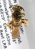  (Andrena bc165 - LRBBC264)  @11 [ ] CreativeCommons - Attribution Non-Commercial Share-Alike (2009) L.R.Best York University